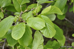 Magnolia denudata — photo 3